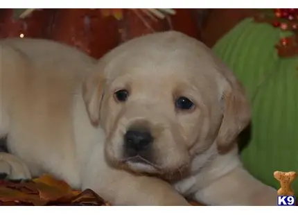a labrador retriever dog lying on a couch