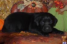 labrador retriever puppy posted by cnckinder