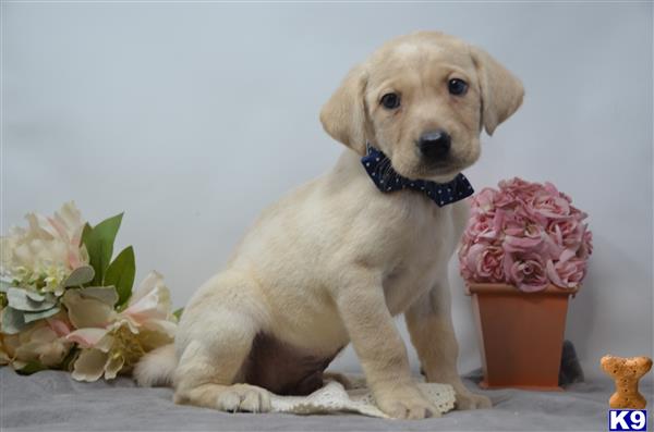 Labrador Retriever