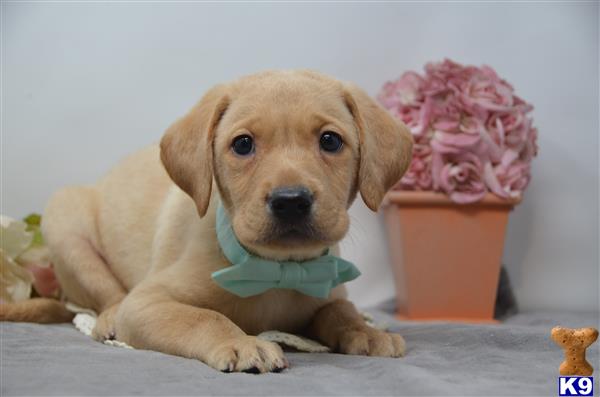 Labrador Retriever