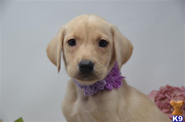 Labrador Retriever