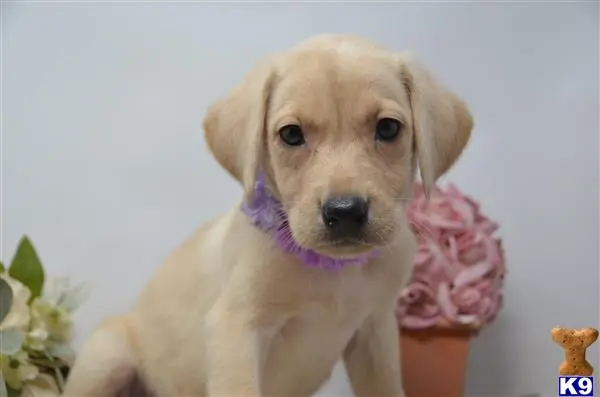 Labrador Retriever puppy for sale