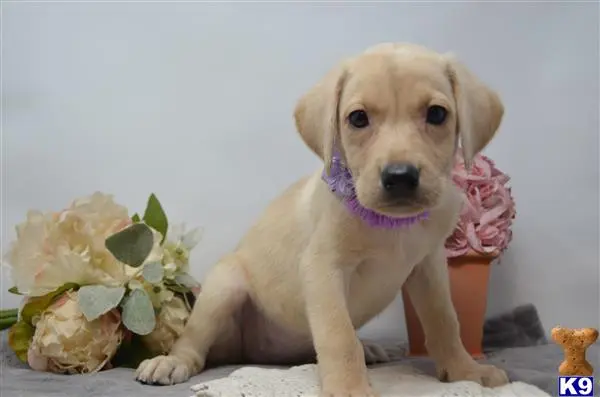 Labrador Retriever puppy for sale