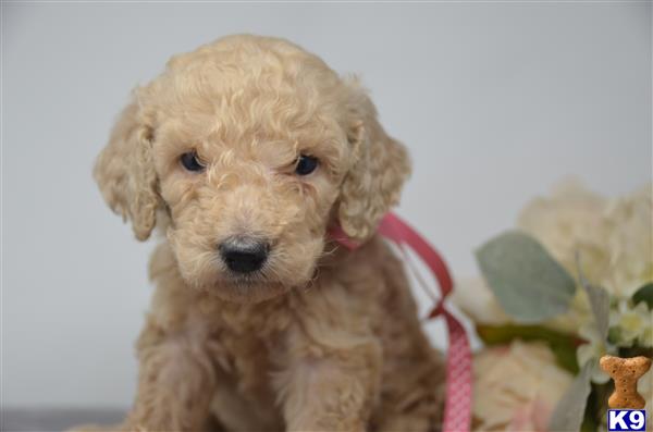 Poodle