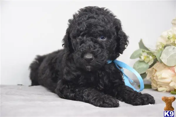 Poodle puppy for sale
