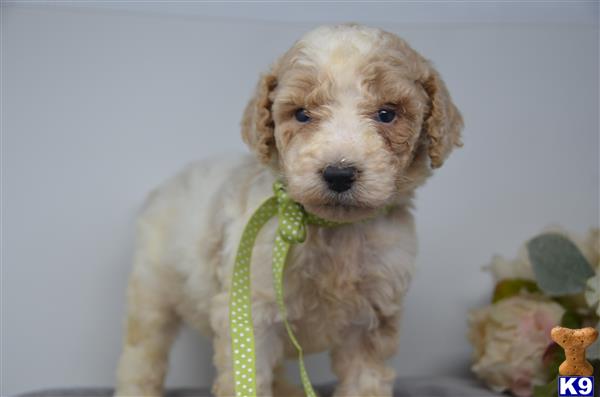 Poodle