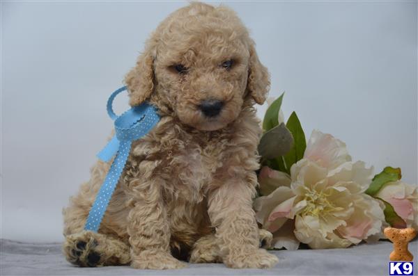 Poodle