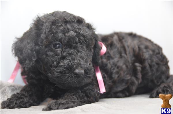 Poodle
