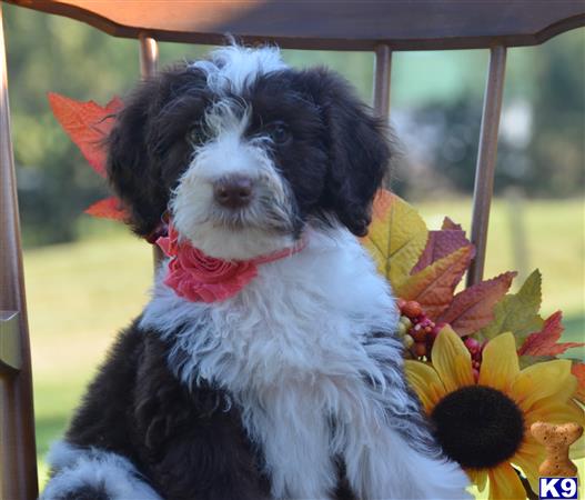 Portuguese Water Dog