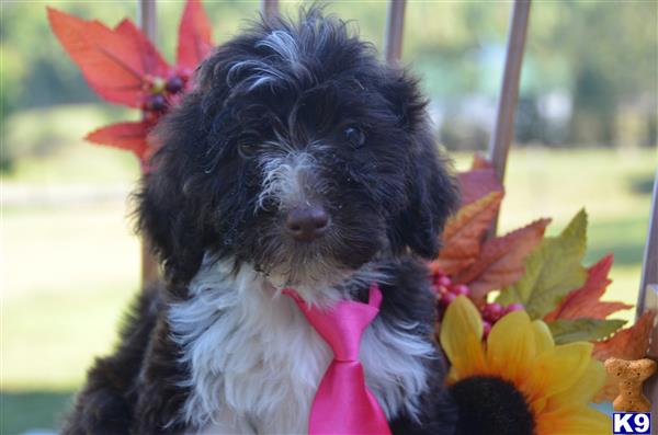 Portuguese Water Dog