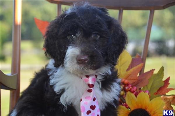 Portuguese Water Dog