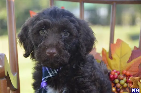 Portuguese Water Dog puppy for sale