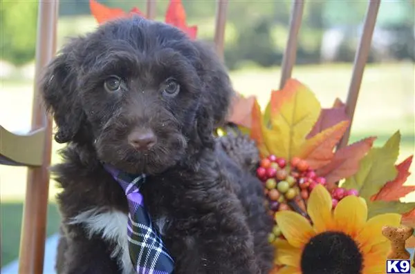 Portuguese Water Dog puppy for sale