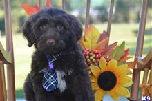 portuguese water dog puppy posted by cnckinder1