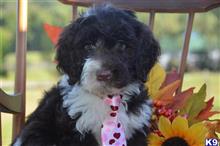 portuguese water dog puppy posted by cnckinder1