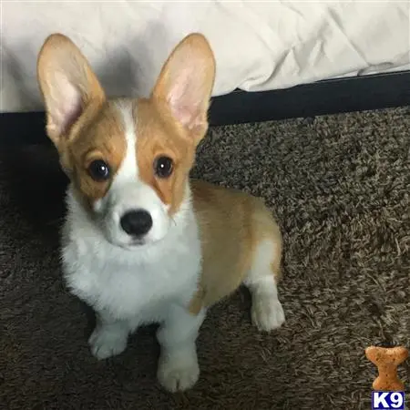 Pembroke Welsh Corgi stud dog