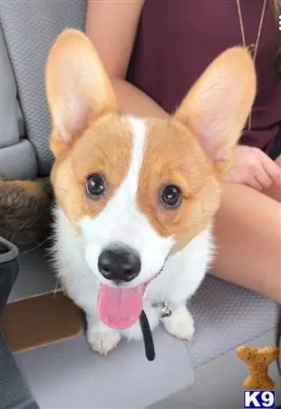 Pembroke Welsh Corgi stud dog