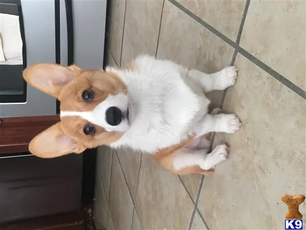 Pembroke Welsh Corgi stud dog