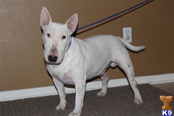 Bull Terrier dog