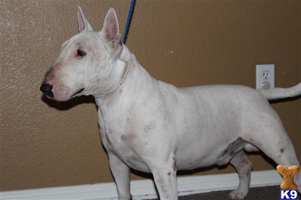 Bull Terrier dog