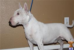 Bull Terrier