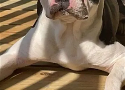 a boston terrier dog lying on the ground