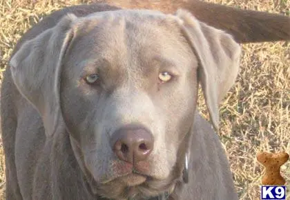 Labrador Retriever stud dog