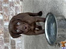 labrador retriever puppy posted by coachlmill