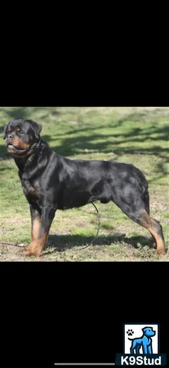 a rottweiler dog standing on grass