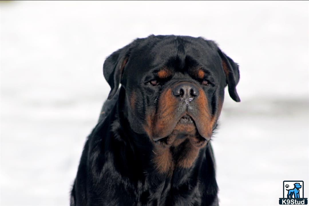 a rottweiler dog with its eyes closed