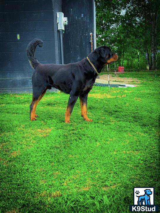 a rottweiler dog standing on grass