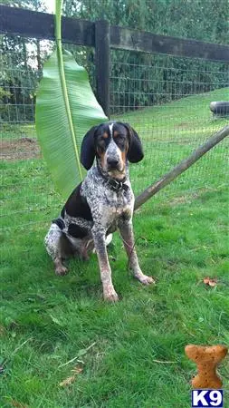 Bluetick Coonhound stud dog