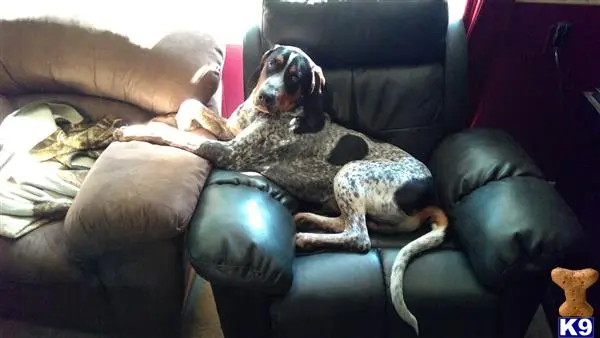 Bluetick Coonhound stud dog