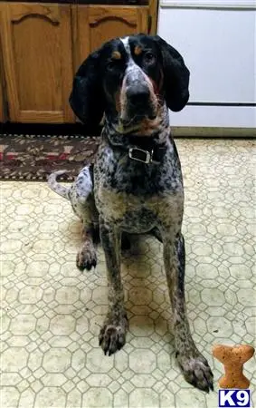 Bluetick Coonhound stud dog