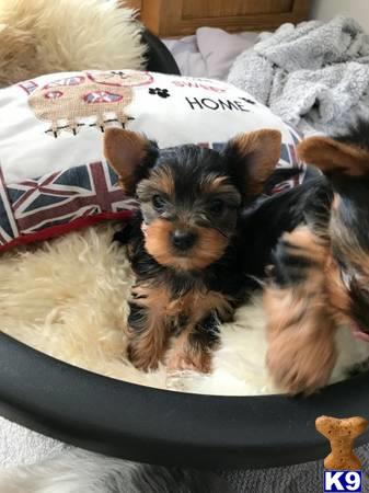 Yorkshire Terrier dog