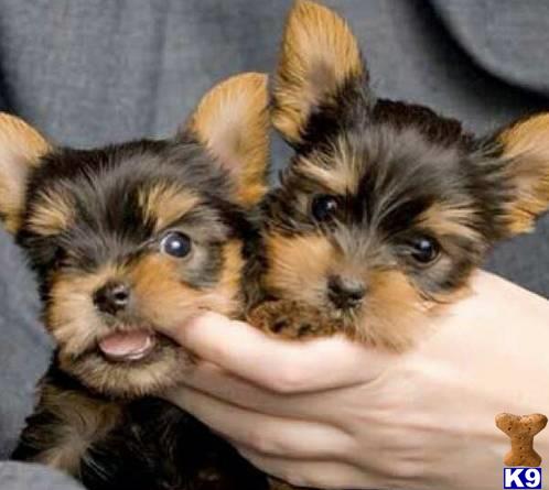 Yorkshire Terrier dog