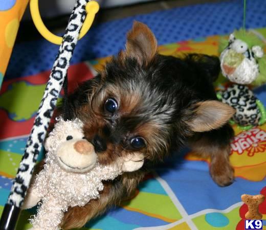 Yorkshire Terrier dog