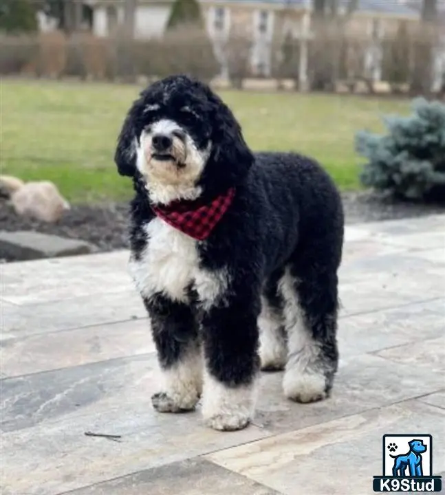 Bernedoodle