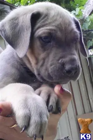 Cane Corso puppy for sale