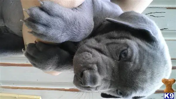 Cane Corso puppy for sale