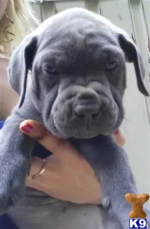 Cane Corso