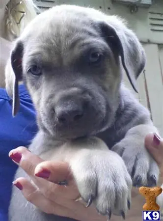 Cane Corso puppy for sale