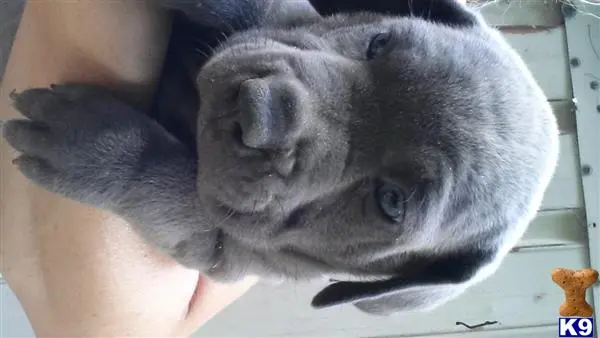 Cane Corso puppy for sale