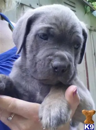 Cane Corso puppy for sale