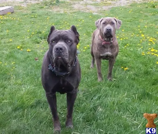 Cane Corso puppy for sale