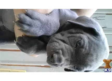 Cane Corso