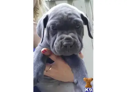 Cane Corso