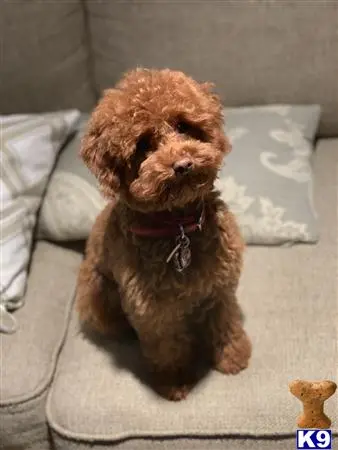 Poodle stud dog: a poodle dog sitting on a couch