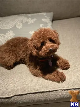 Poodle stud dog: a poodle dog lying on the floor