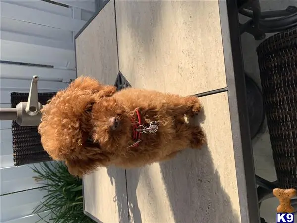Poodle stud dog: a poodle dog standing on its hind legs
